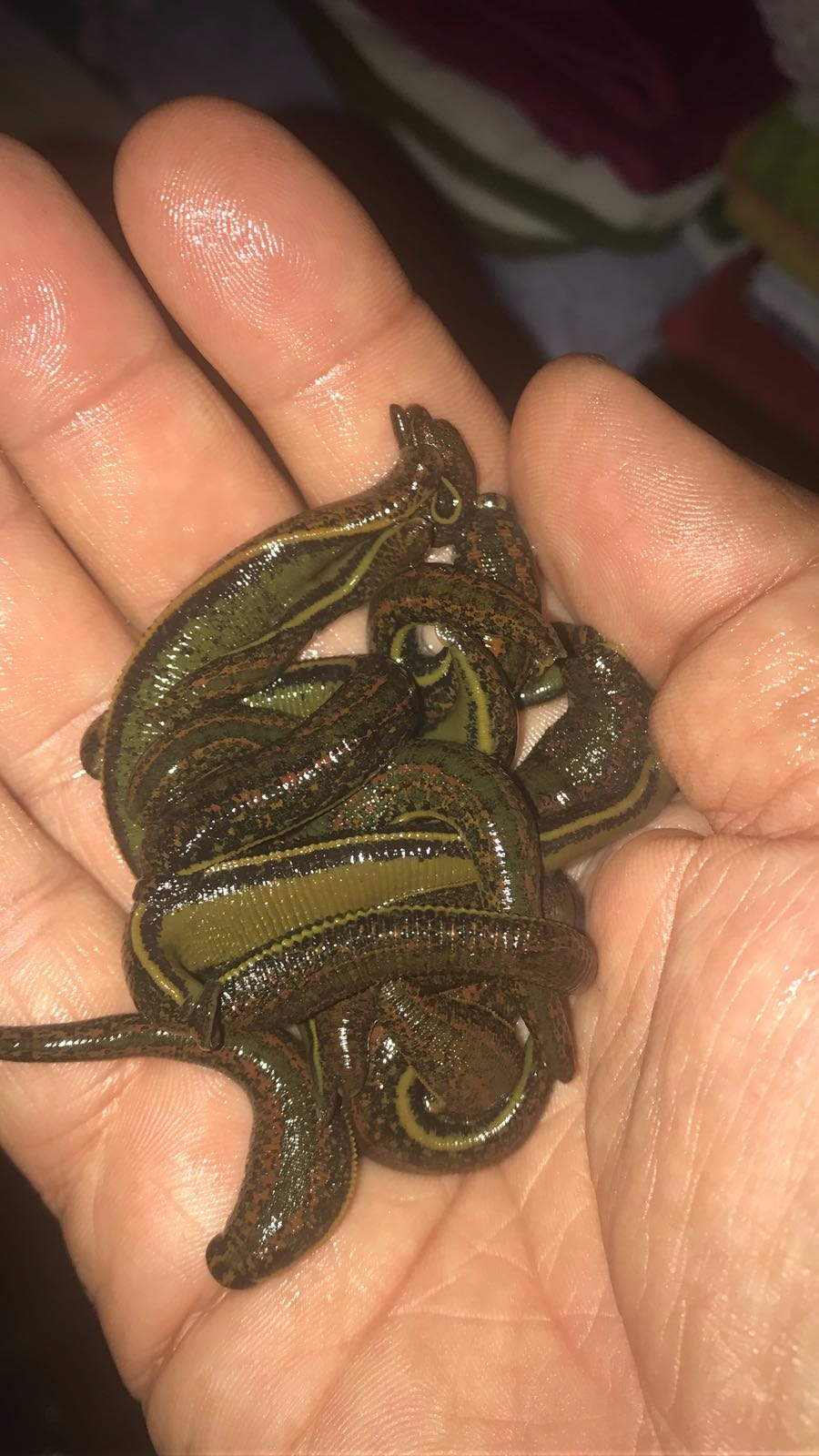 Leech Store Stock of 400