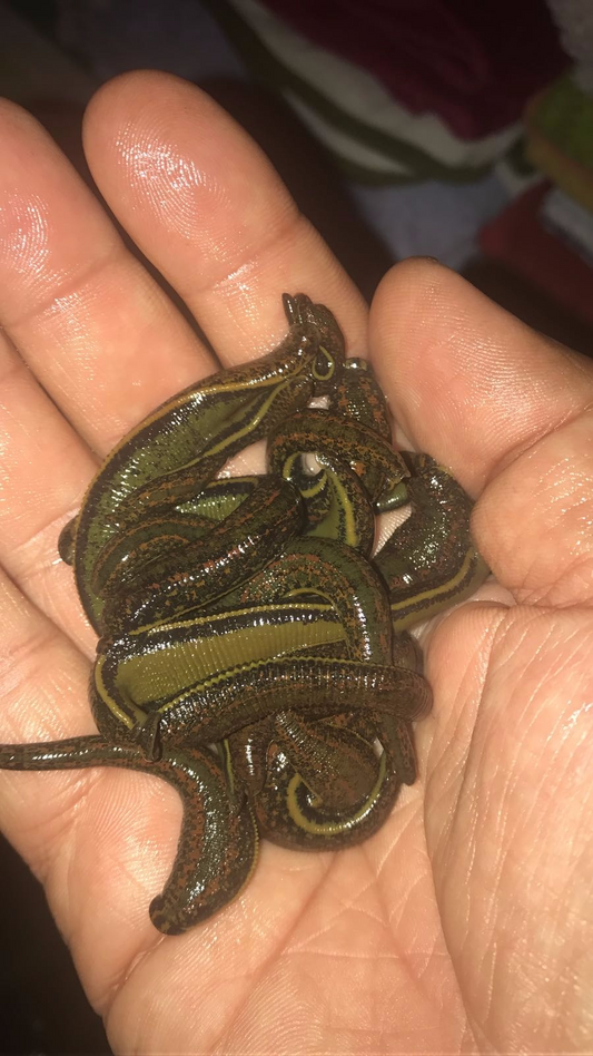 Leech Store Stock of 400