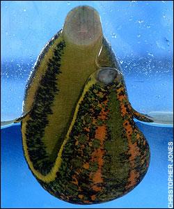 Hirudo Leeches on AMAZON (18)