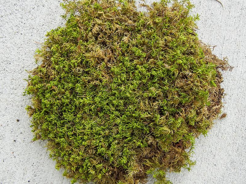 Leech Moss Bedding