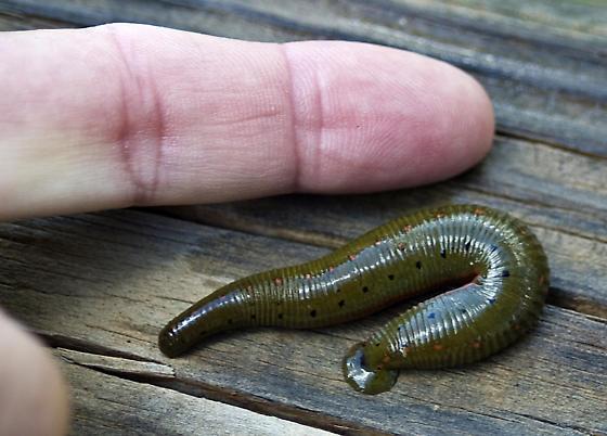 North American Leech - Macrobdella Decora