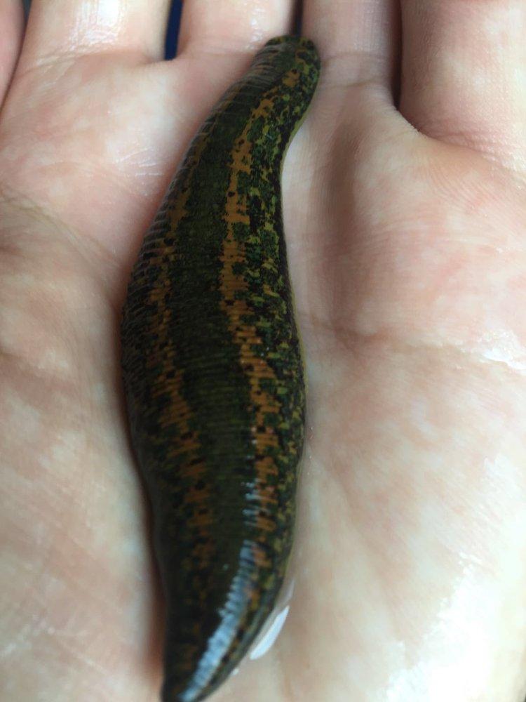 XXXL Leech (Extra-Jumbo Size)
