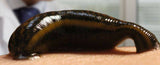 Medium Leeches