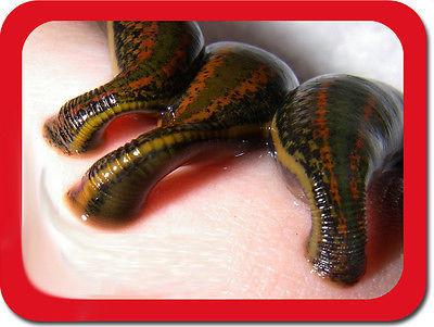 3 Leeches for Sale Online