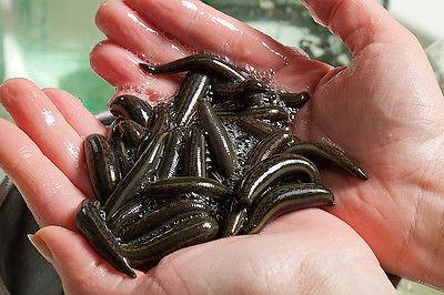 50 Leech Pack