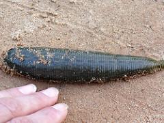 Giant Dracula Pet Leech