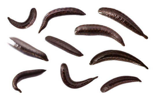 10 Leeches