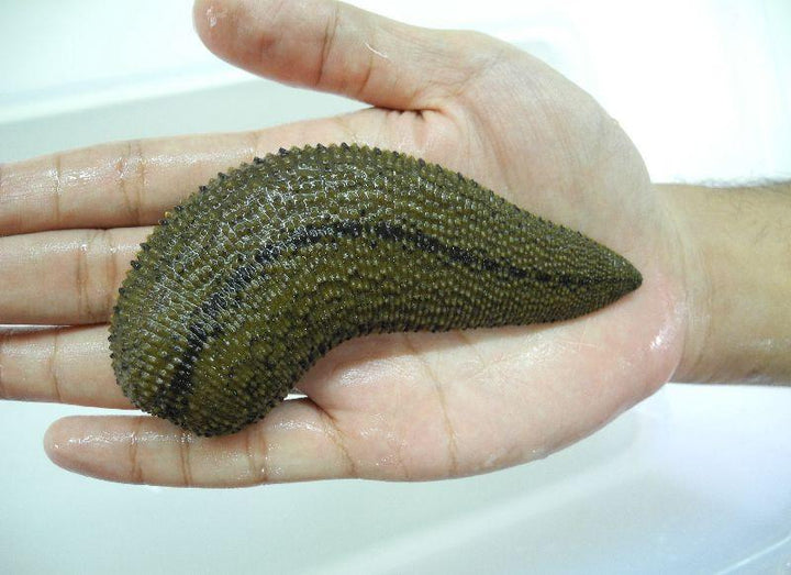 Leeches For Sale – Leeches.com