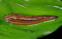 Asian Tiger Leech