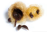 Baby Leech 40-Pack