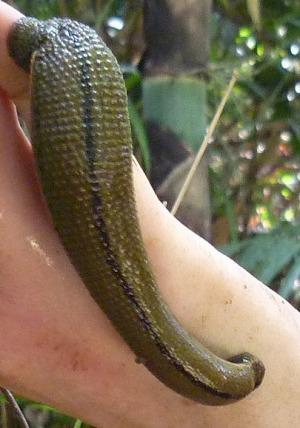 Asian Buffalo Leech Bloodsucker