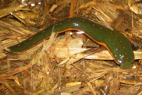 400 North American Leeches - WHOLESALE Pack