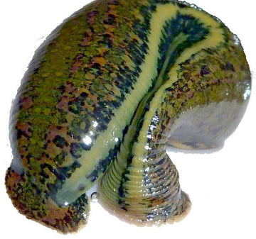 Leeches For Sale – Leeches.com
