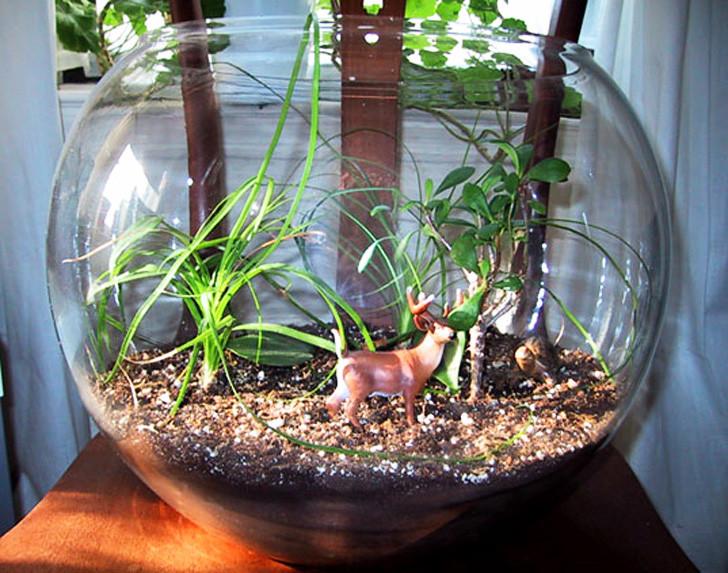 Leech Terrarium / Aquarium