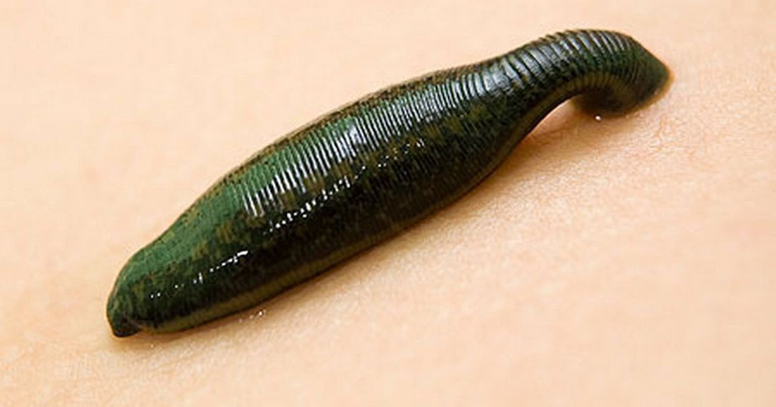 Extra-Large Medical Leech on Amazon – Leeches.com