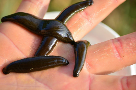 20 Mixed Leeches