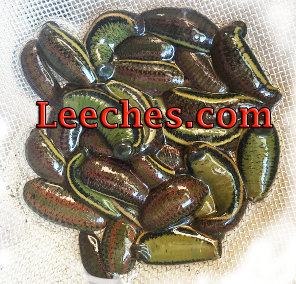 Wholesale Leech