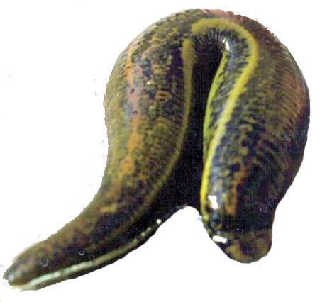 Jumbo Leeches