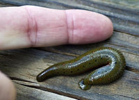400 North American Leeches - WHOLESALE Pack