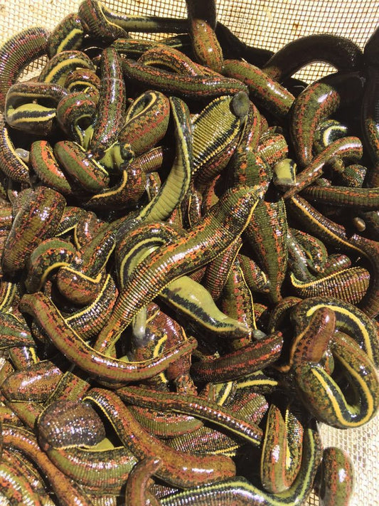 Leech Wholesale 300 Live Leeches